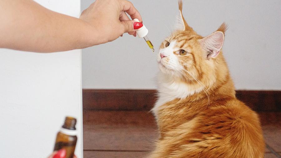 CBD Oil for Cats: Does CBD Oil Work on Anxiety in Cats?