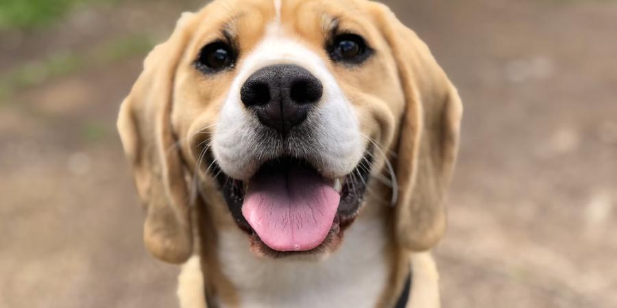 CBD Oil for Dogs: The Benefits, How to Use It and Side Effects